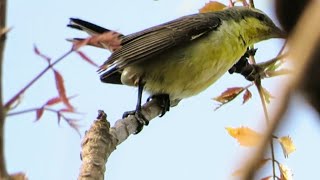 A Sunbird Laying an Egg while flying at Outside of the Nest