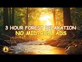 Relaxing Sounds of the Forest, Sleep Sounds for Deep Sleeping, Stress Relief Meditation, Bird Sounds