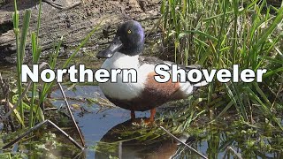 Northern Shoveler - 2024