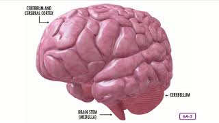 Unit 3: Lesson 8 - The Nervous System and the Brain