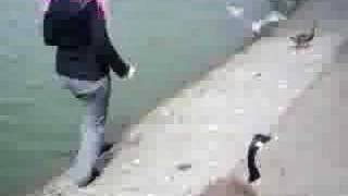 Kill the Seagull