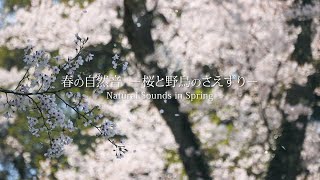 【春の自然音】桜と野鳥のさえずり ／ [Natural Sounds in Spring] Cherry Blossoms and tweet of birds