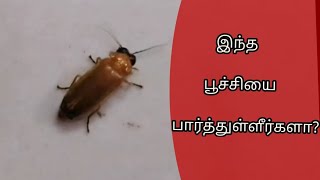 எங்கள் வீட்டிற்கு வெளிச்சம் தந்த அதிசய பூச்சி/Firefly real view/மின்மினிப்பூச்சி@fresheveryday