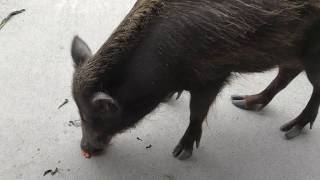 ニホンイノシシ の『タロウ』 (平川動物公園) 2018年7月29日