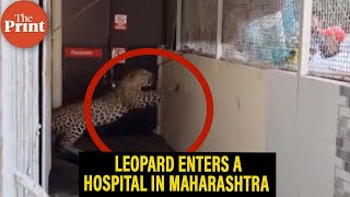 Leopard enters a hospital in Nandurbar Taluka of Shahada in Maharashtra