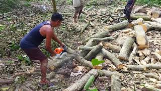 Huge 118 Ft Tree Cutting Lake Almanor Style/Village Assam