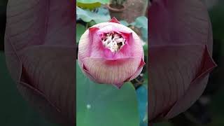 താമര പൂവ് ||Lotus flower||Pink cloud lotus||hybrid lotus||how to grow lotus plant||lotus bud