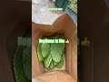 cortando nopales en mi casa asmr