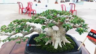 inspirasi bonsai sancang  small mame di pamnas bangli