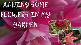 Adding some Flowers in my garden.  #garden #gardening