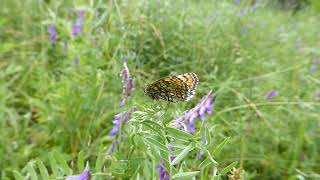 Heath Fritillary, Melitaea athalia, Šilagaliai, Lithuania, 23 July 2020