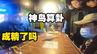 妹子逛开封夜市偶遇神鸟算卦，它对我过去的事竟然了如指掌【小龙侠兜兜】