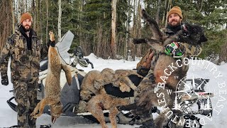 Trapping wild B.C