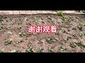 格格妈种过各种地被植物，筋骨草最适合北方庭院