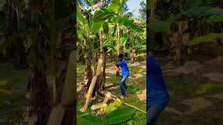 Cut the banana tree. have fun (#ep-235) #shorts #trending #banana 🍌🍌#farming #banana #shorts