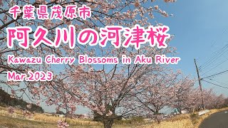 千葉県茂原市  阿久川の河津桜2023/Kawazu Cherry Blossoms in AkuRiver