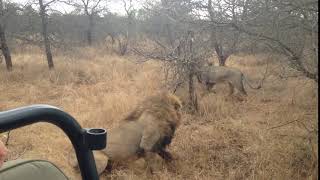 Timbavati Lions