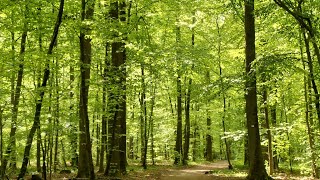 Foret de Haguenau | ฤดูที่สวยงาม | ใบไม้ผลิ | ธรรมชาติบำบัด | ชมนก ชมไม้ | เข้าป่า | [France ]