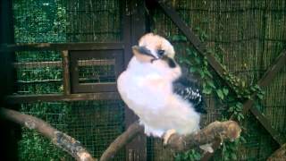 ワライカワセミ 鳴き声 笑い声 funny laughing kookaburra sound call voice effect