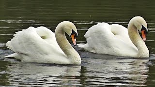 Swans Dancing - Mating Dance or Rotation Display