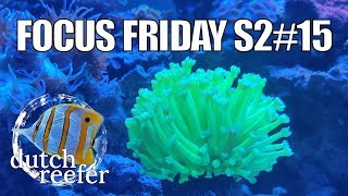 FF S2#15 | Coral Recovery After Tank Migration