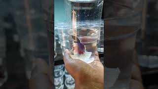 என் செல்ல குட்டி நீதான் என் பட்டு குட்டி நீதான் #trending #fishlover #cutebaby