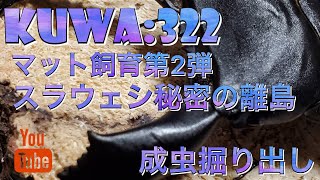 ヒラタマット飼育第２弾!!スマトラに続いて今回はスラウェシ。クワガタ\u0026カブトムシ【スラウェシオオヒラタ】成虫割り出し