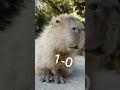 Darth Vader VS Capybara