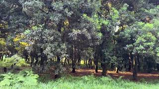 Is it becoming too wet to farm macadamias in the northern rivers?