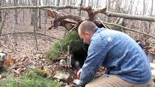 Bobcat Trapping Fallen tree Cubby Set and catch.