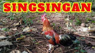 SINGSINGAN Ō POSASAN ANG SENYALADONG LABUYONG PANGKATI || Juan Lagalag