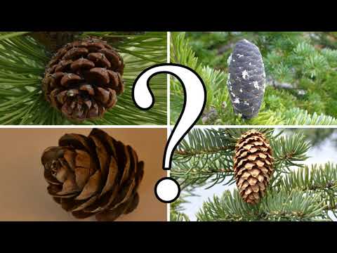 How do we call the trees with cones?