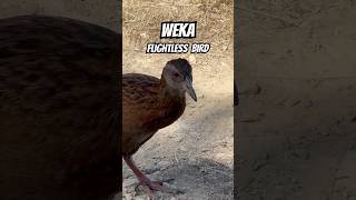 Weka don’t fly