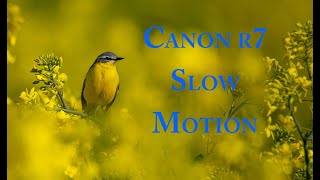 Download Canon R7 Slow  Motion 7 mp3