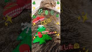 【クリスマスのもふもふさん😽🎄】#xmas #猫 #shorts #クリスマス #ねこ #もふもふ #モフモフ #猫のいる暮らし #ねこのいる生活 #猫動画