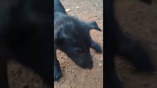 പാവം ഒറ്റക്കാണ് ഇപ്പൊ 😘#dog