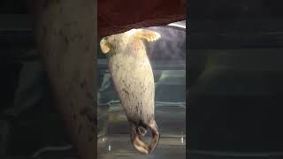 水中トンネルを通るゴマフアザラシ　夜の旭山動物園 / Spotted Seal in Asahiyama Zoo.