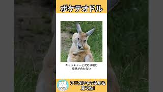 【ネコガミ】動物でボケテオドルPart194 #ボケて