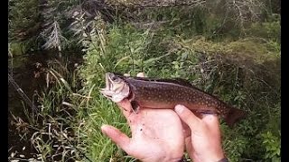 Fishing Backwoods Beaver Ponds