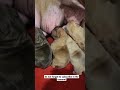 small dogs،الكلاب الصغيره ترضع من الام