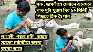 ছাগলী, গৰুৰ চৰ্দি , কাহৰ সমস্যা নাইকীয়া কৰক ঘৰুৱা ভাবে||গৰু , ছাগলীয়ে চেৰালে এনেদৰে পাত দুটা খুৱাব