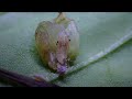 細扁食蚜蠅 幼蟲 black banded syrphid fly larvae episyrphus balteatus