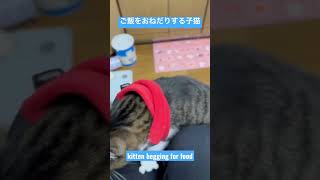 ご飯をおねだりする子猫が元気いっぱいで可愛い　#shorts #猫 #cat #cats  #Kucing #Кошкa #貓