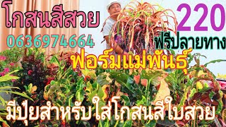 #Crotons / โกสนเข้าใหม่ 10 แถม 1 ในราคาเพียง 220 บาท ต้นโกสน ขายปลีก- ส่ง ราคาถูก,codiaeum