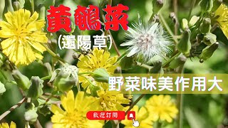 取之不竭的天然菜圃，野地的菠菜-黃鵪菜｜野菜味美作用大，藥食兩用