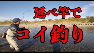 延べ竿でコイ釣り、川の中を走れ！Run!Carp fishing with no reel.