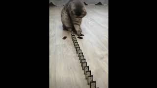 cute cat funny කිටී සෙල්ලම්