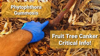 This Deadly Disease Was Found On Our Fruit Trees - Phytophthora Gummosis - Fruit tree Canker