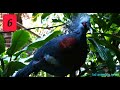 top ten most beautiful pigeon in the world পৃথিবীর সবচেয়ে ১০ টি সুন্দর কবুতর