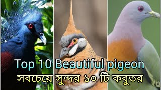 Top ten most beautiful Pigeon in the world | পৃথিবীর সবচেয়ে ১০ টি সুন্দর কবুতর |